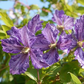 Клематис ‘Tie Dye ’ (Clematis ‘Tie Dye ’)